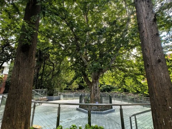 MOM操盘网 网格巡查覆盖百年古木！长风守护“绿色活化石”的郁郁葱葱